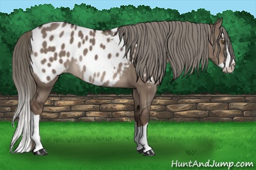 Horse Color:Liver Red Dun Splash Appaloosa 
