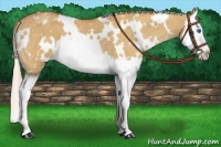 Horse Color:White Spotted Palomino Dun Splash Appaloosa 