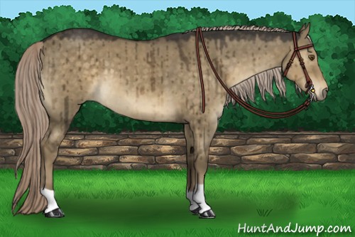 Horse Color:Chocolate Palomino Dun 