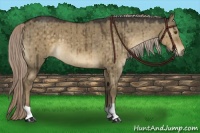 Horse Color:Chocolate Palomino Dun 
