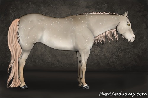 Horse Color:Chocolate Palomino Dun Appaloosa 
