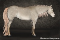 Horse Color:Chocolate Palomino Dun Appaloosa