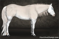Horse Color:Perlino Splash