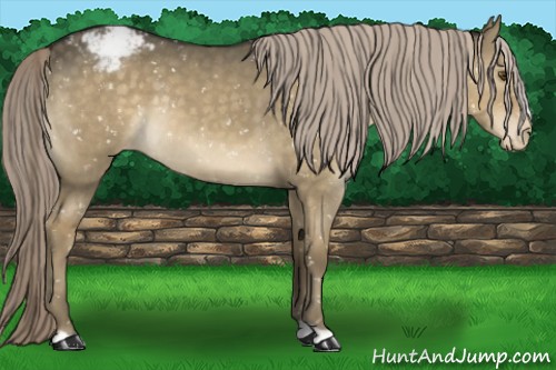 Horse Color:Chocolate Palomino Dun Appaloosa 