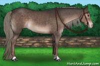 Horse Color:Liver Chestnut Appaloosa 