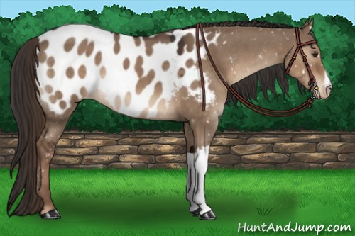 Horse Color:Liver Red Dun Appaloosa 