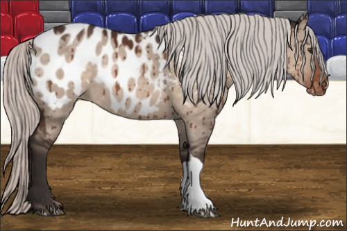 Horse Color:Silver Brown Dun Appaloosa