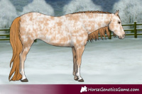 Horse Color:Chestnut Ice and Chestnut Ice