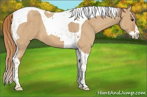 Horse Color:Red Dun Splash Tobiano Brindle 