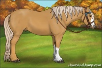 Horse Color:Palomino