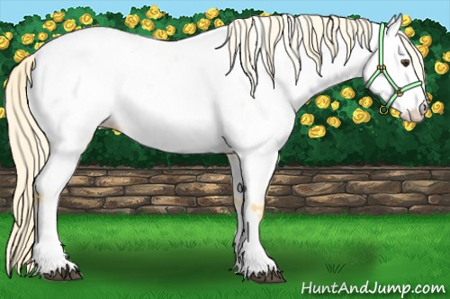 Horse Color:Palomino Appaloosa 