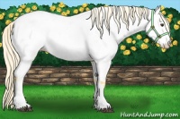Horse Color:Palomino Appaloosa 
