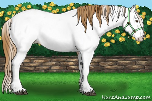 Horse Color:Chestnut Frame Appaloosa