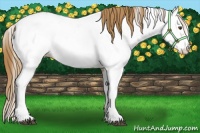 Horse Color:Chestnut Frame Appaloosa