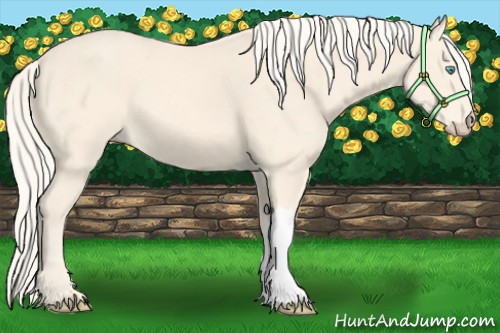 Horse Color:Cremello 