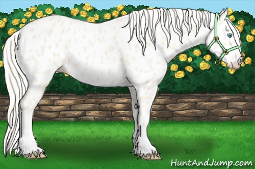 Horse Color:Cremello Appaloosa