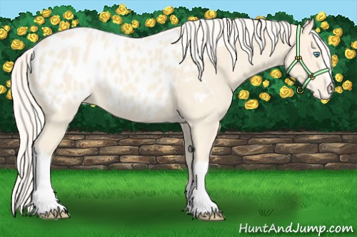 Horse Color:Cremello Near Leopard