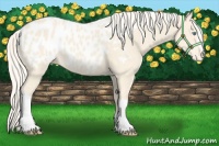 Horse Color:Cremello Near Leopard 