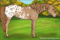 Horse Color:Chestnut Appaloosa