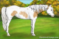 Horse Color:Silver Buckskin Splash Tobiano Rabicano