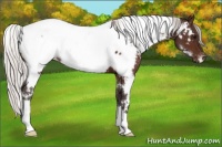 Horse Color:White Spotted Silver Bay Appaloosa 