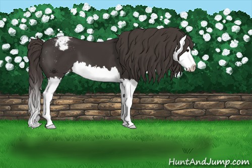 Horse Color:Smoky Black Splash Appaloosa