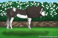 Horse Color:Smoky Black Splash Appaloosa 