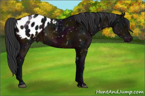 Horse Color:Midnight Brown Appaloosa Rabicano 