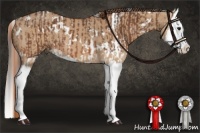 Horse Color:Bay Splash  and White Spotted Red Dun Splash 