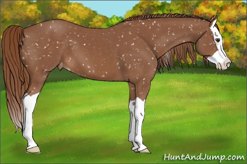 Horse Color:Chestnut Splash Appaloosa 