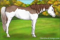 Horse Color:Chestnut Splash 