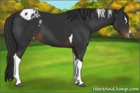 Horse Color:Liver Chestnut Sabino Tobiano Appaloosa