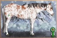 Horse Color:Bay Sabino  and Bay Sabino Frame 