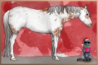 Horse Color:Bay Sabino  and Bay Sabino Frame 