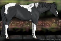 Horse Color:Black Tobiano 