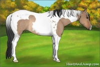 Horse Color:Bay Dun Tobiano Rabicano 