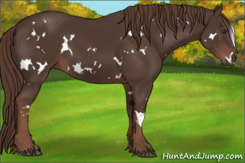 Horse Color:White Spotted Liver Chestnut 