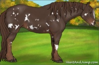Horse Color:White Spotted Liver Chestnut 