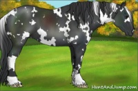 Horse Color:White Spotted Black