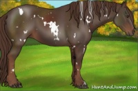 Horse Color:White Spotted Liver Chestnut 