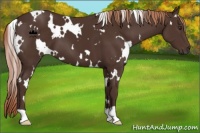 Horse Color:White Spotted Liver Chestnut 
