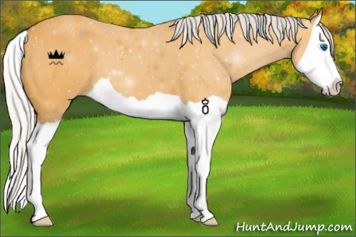 Horse Color:Silver Buckskin Splash