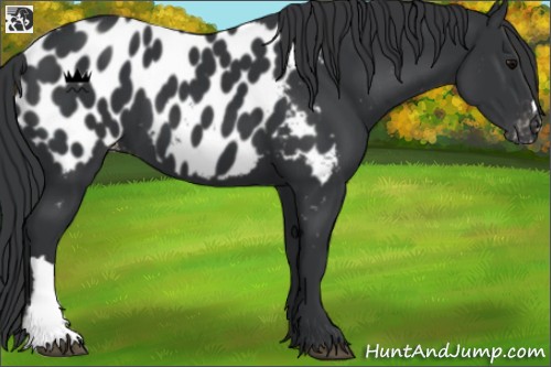 Horse Color:Black Appaloosa 