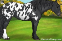 Horse Color:Black Appaloosa 