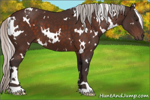 Horse Color:White Spotted Silver Brown 