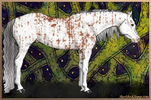 Horse Color:Bay Sabino  and Bay Sabino 