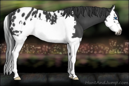 Horse Color:Black Splash Frame Near Leopard
