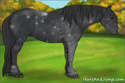 Horse Color:Black 