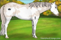 Horse Color:Silver Brown Ice Dun Splash Frame 