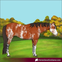Horse Color:Bay Sabino and Bay Sabino Rabicano